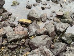 -龙头岩(Dragon Head Rock)