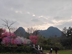 -靖西鹅泉风景区