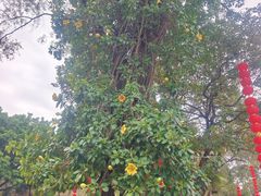 -桃花涧