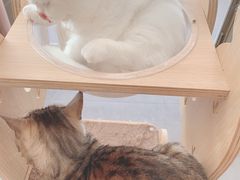 -飞行喵MR PILOT|猫舍·猫咖(静安大融城店)