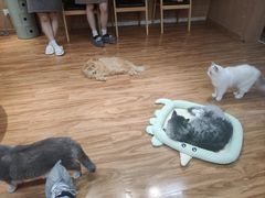 -MOCHA明星猫咖(田子坊店)