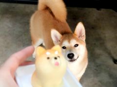 -柴犬高等学院·狗咖·柴犬售卖·宠物训练