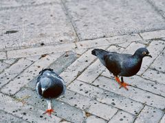 -隆兴寺