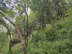 -上海佘山国家森林公园天马山园