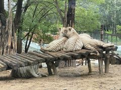 -北京野生动物园