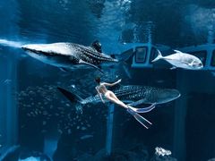 -成都浩海立方海洋公园