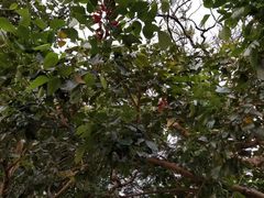 -九龙公园