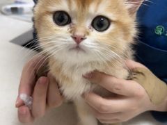 -瑞派康怡24h宠物医院·犬猫医疗中心·微创绝育(瑞景分院)