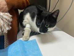 -创凡宠物医院·骨专科  猫科中心(西乡分院)