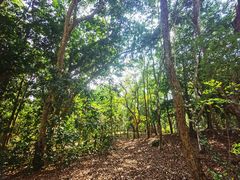 -中国科学院西双版纳热带植物园