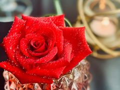 -圣丰索菲特·法国餐厅