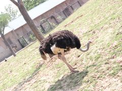 -石家庄市动物园