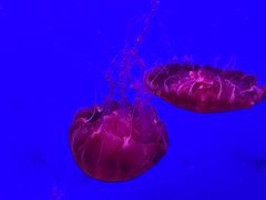 -江和美海洋公园