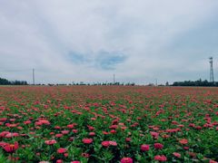 -莲花山花海