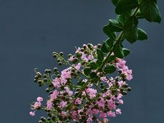 -红花山公园
