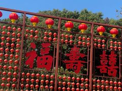 -合肥滨湖国家森林公园