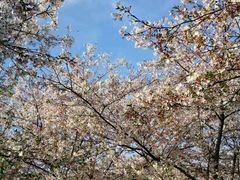 -天一朴素(武汉大学店)