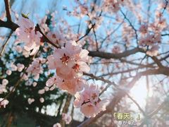 -群力丁香公园