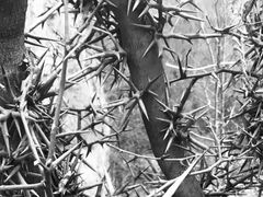 -青峰峡国家森林公园