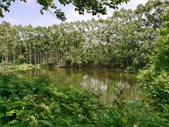 -广东花都湖国家湿地公园
