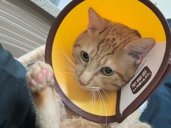 -动物缘宠物医院·骨科·猫科(西二环店)