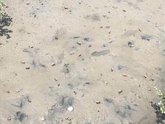 -北海金海湾红树林生态旅游区