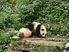 -中国大熊猫保护研究中心雅安碧峰峡基地
