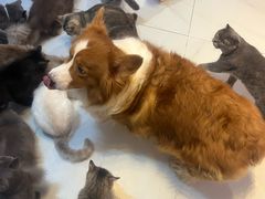 -我爱猫咪·猫咖·狗咖·安哥拉兔·羊驼咖(小寨华旗店)