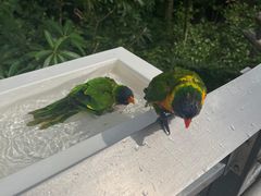 -新加坡飞禽公园