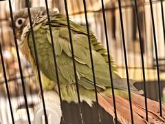 -廊坊固安福朋喜来登酒店