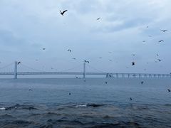 -星海湾跨海大桥