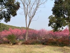 -同里国家湿地公园