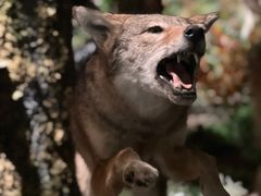 -陕西自然博物馆