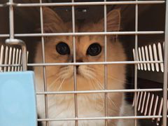 -喵百万·布偶·蓝金金渐层英短·猫舍(百子湾店)