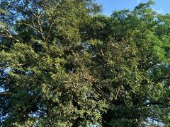 -瑞丽独树成林风景区