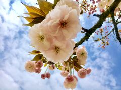 -绵阳盛世樱花悠乐谷