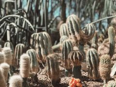 -南山植物园