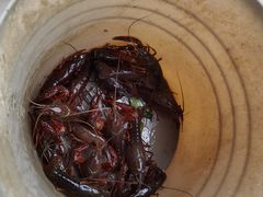 -同銮特种养殖场·龙虾垂钓