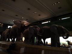 -美国自然历史博物馆