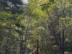 -五营红松林海景区