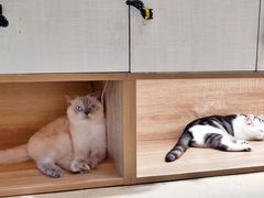 -藏猫猫咖啡主题馆(中央大道店)