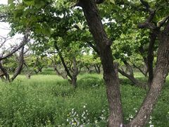 果树-御汤山生态园