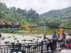 -西双版纳原始森林公园
