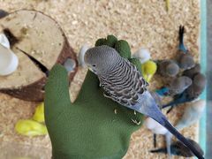 -怪兽屋·羊驼·猫咖·狗咖(俊华广场店)