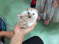 -藦茜花园宠物主题亲子互动体验馆(国顺东路店)