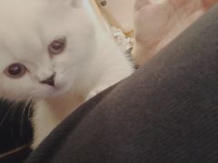 -袖虎·猫馆(体育西路店)
