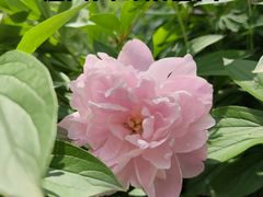 -四川大学(华西校区)