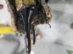 -上海昆虫博物馆