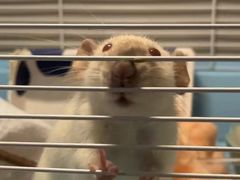 -严国平动物医院(德政总院)