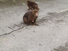 -西岭雪山大飞水景区